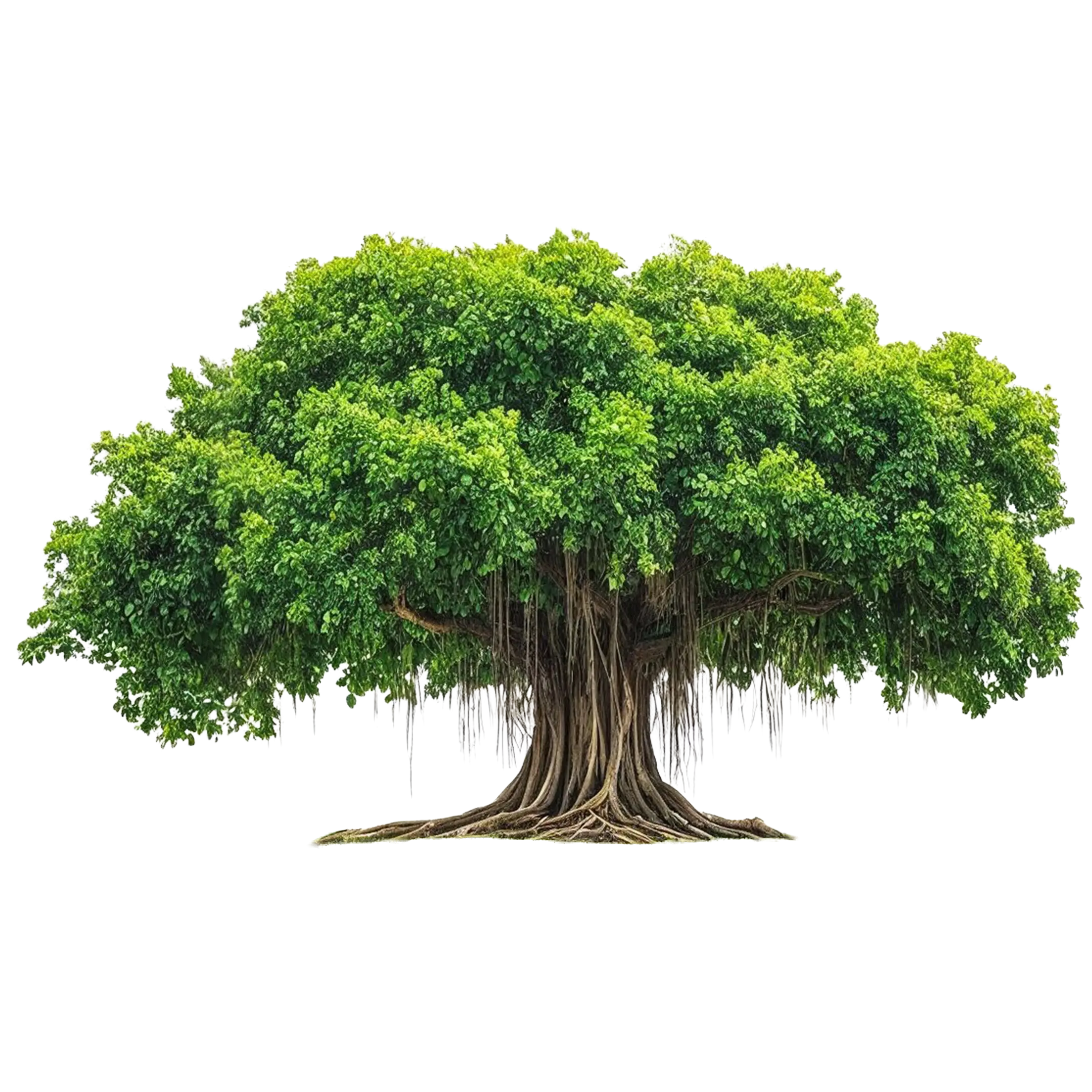 Banyan tree inspiration